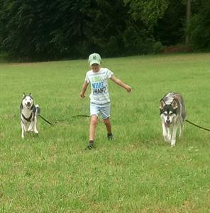 Ein Junge, der mit zwei Hunden spazieren geht
